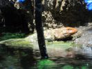 PICTURES/Tennessee Aquarium in Chattanooga/t_Lizard1.jpg